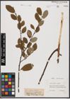 Foto von Salix aurita L. x Salix caprea L.